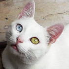 Pedro Zuazua y su "En mi casa no entra un gato"// Casa Museo de Hemingway en Key West// Laser terapéutico y más...