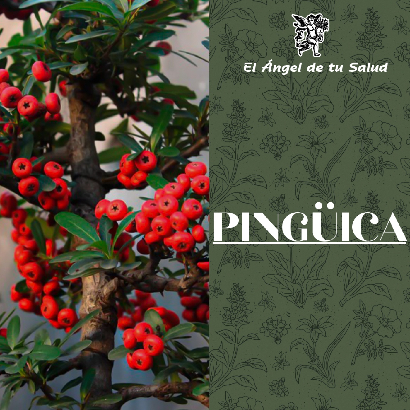 El Ángel de tu Salud - Pingüica**