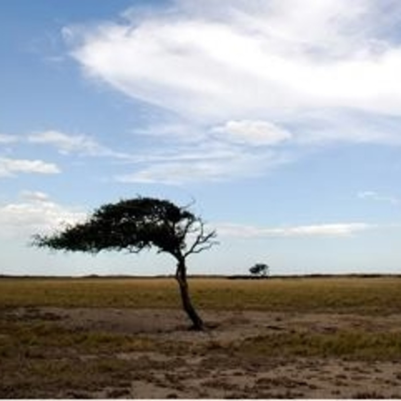 Viento del sur