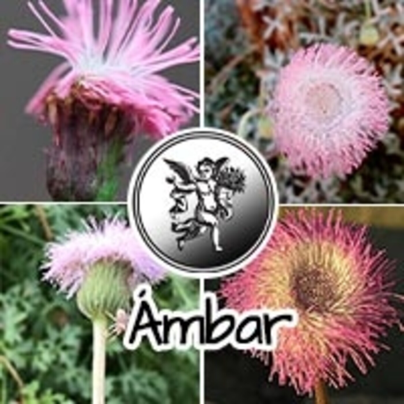El Ángel de tu Salud - ÁMBAR FLOR episode artwork