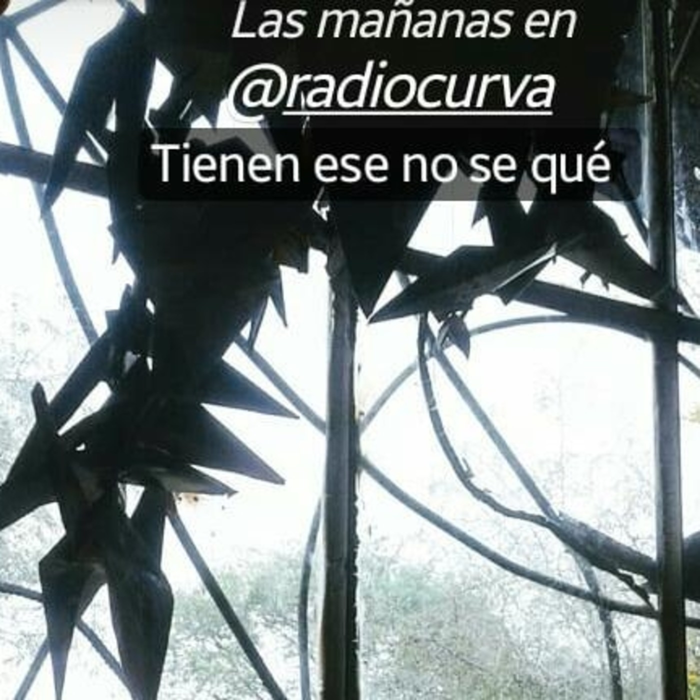Citon Resiste