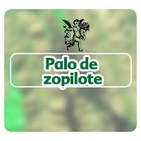 El Ángel de tu Salud - PALO DE ZOPILOTE*