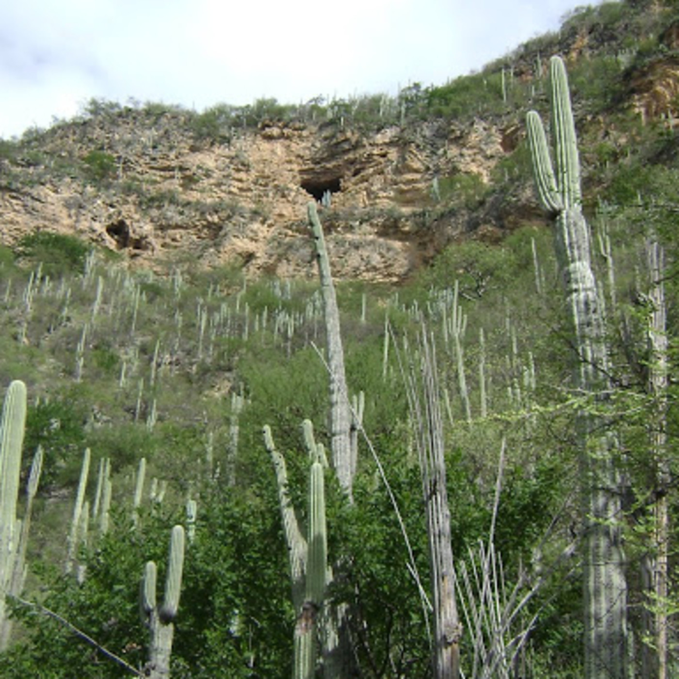 Mixtecos y Migrantes