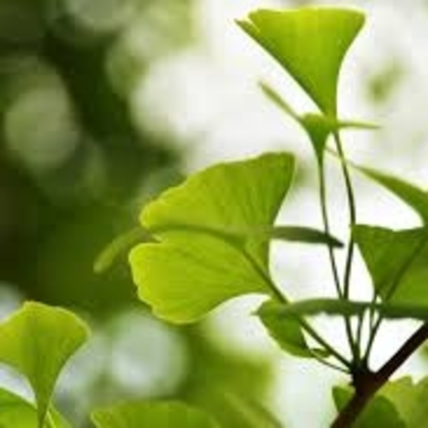 La Vida Biloba de la Dra. Nuria Lorite Ayán