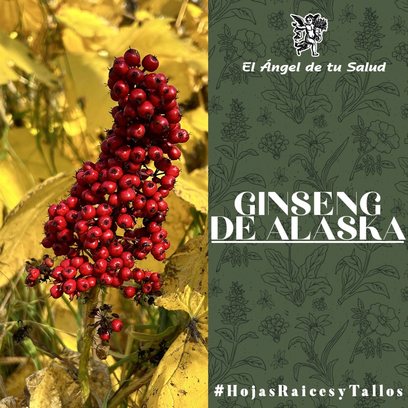 El Ángel de tu Salud - Ginseng de Alaska** episode artwork