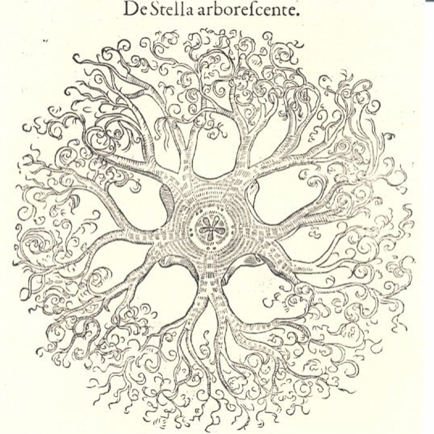 Aleta Dorsal