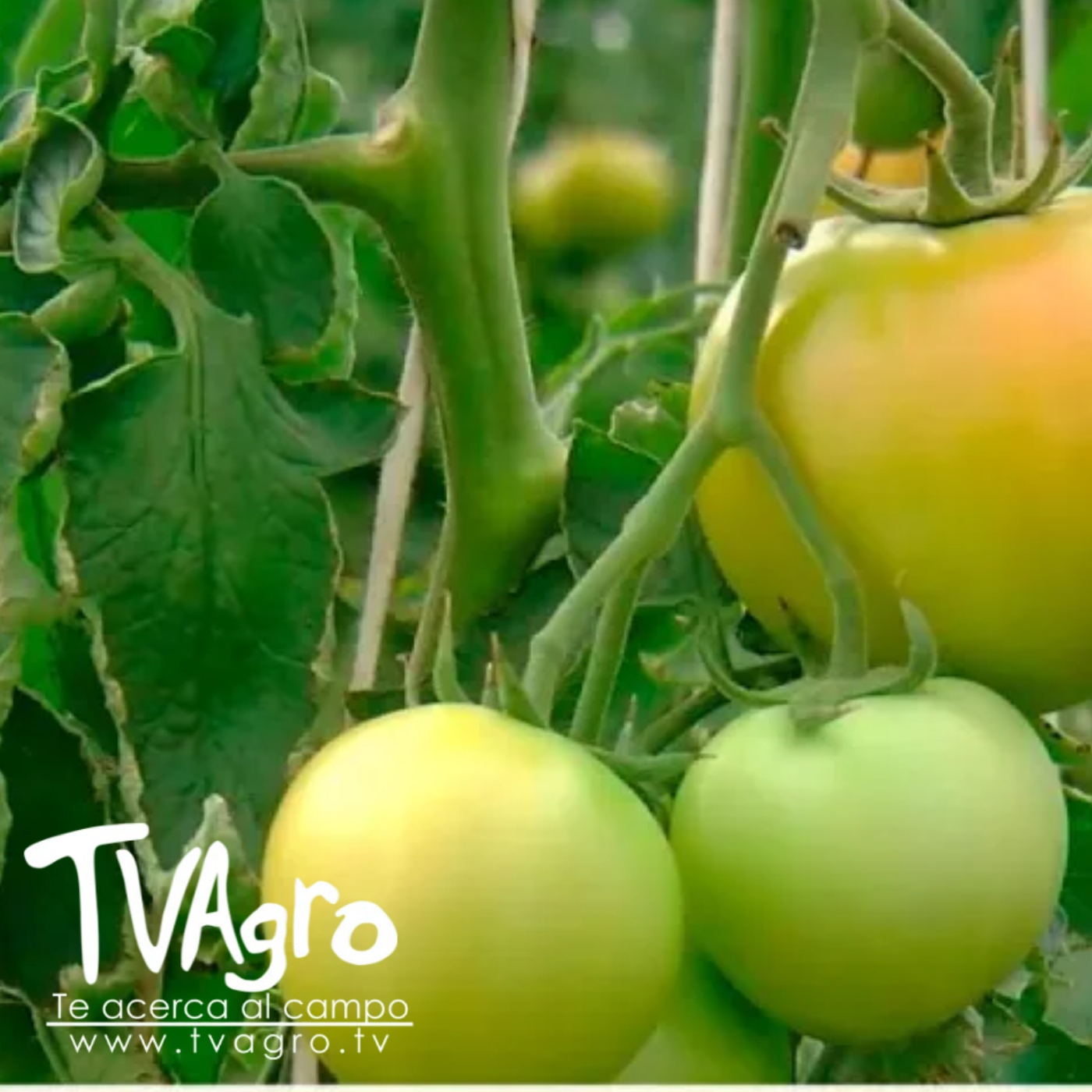TV AGRO