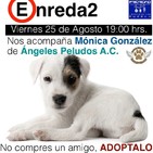 Programa Agosto 25, 2017 "Ángeles Peludos con Mónica González"