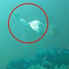 Sirenas: ¿Seres mitológicos o ... casos reales?