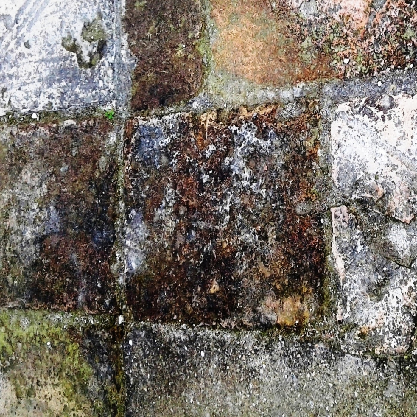 Puerto Almendro® - Canadá, University of Güelph