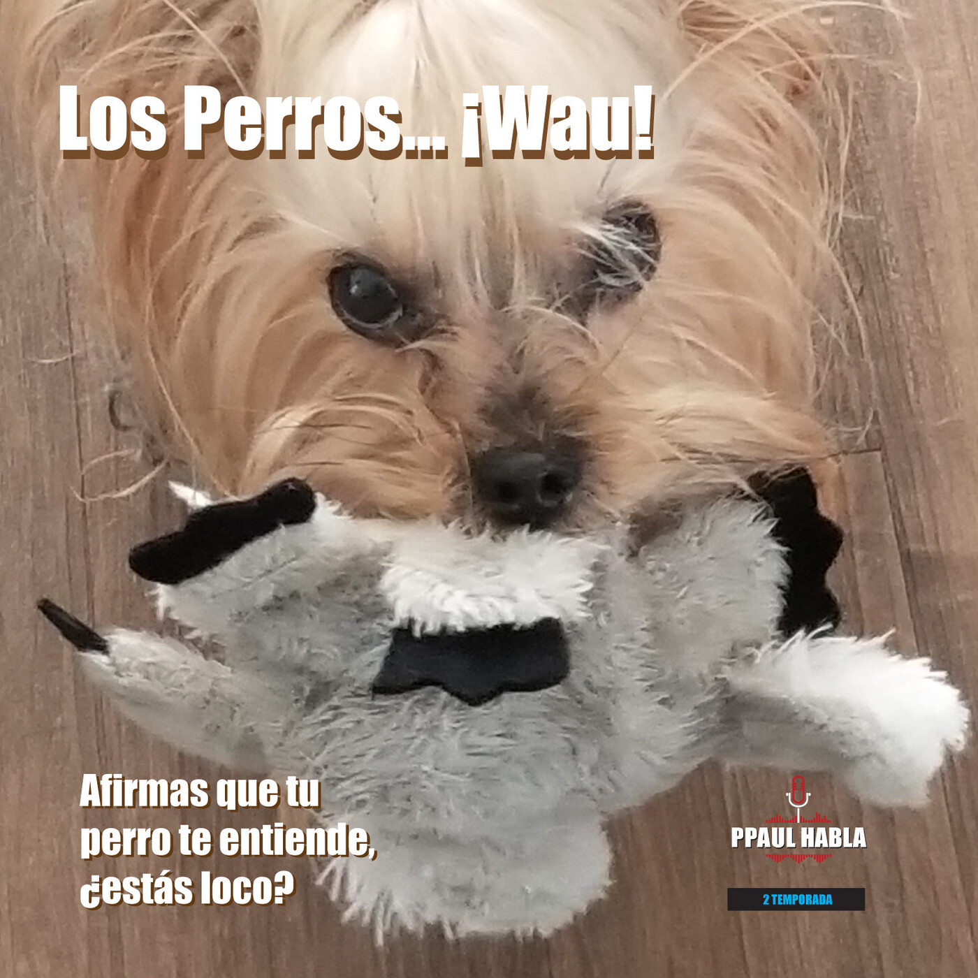 PPAUL HABLA
