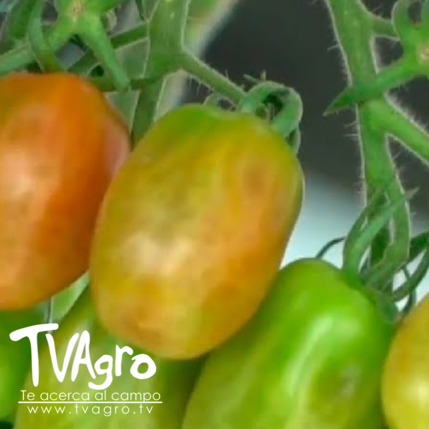 TV AGRO