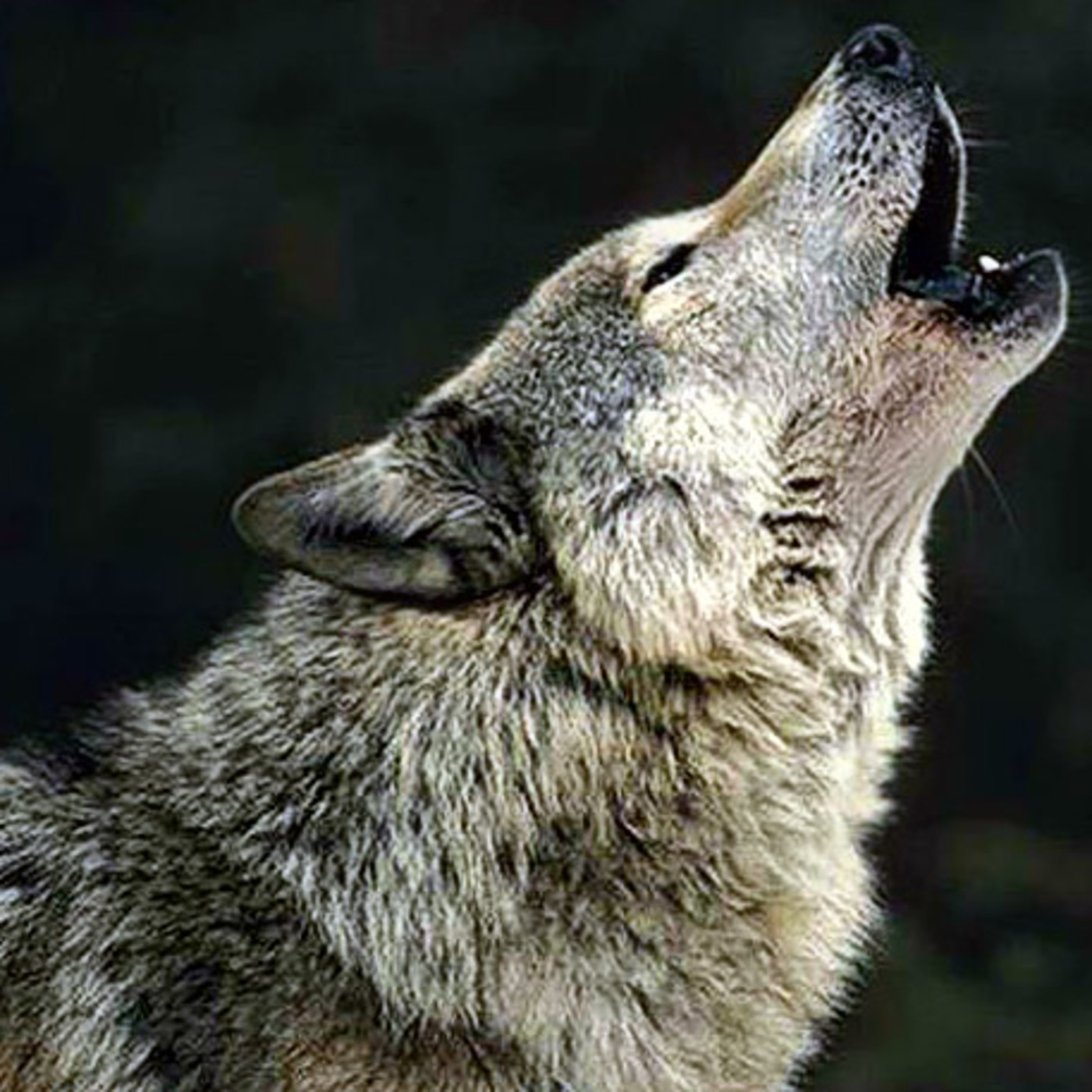 Radio Lobo