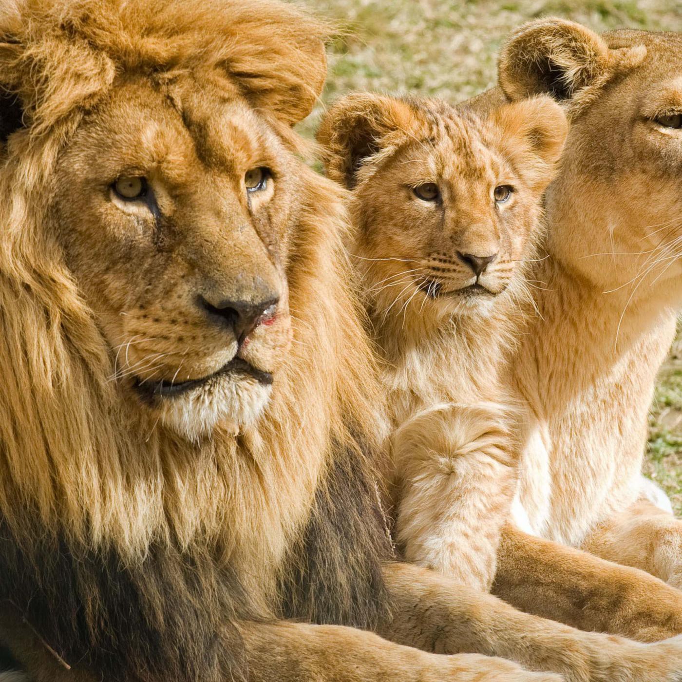 Vivir con Exito #11 - Haz tu Manada de Leones episode artwork