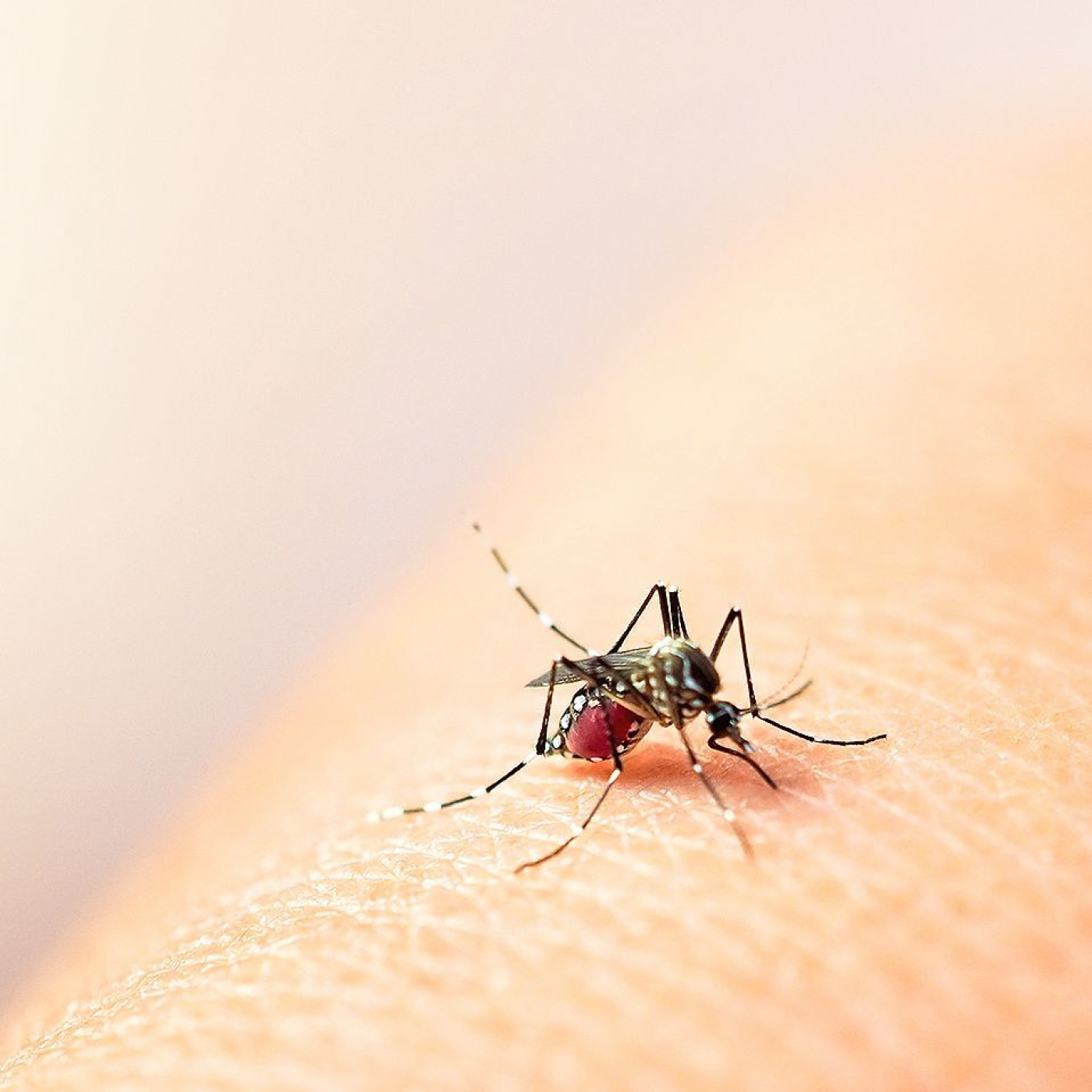 El dengue: una amenaza cercana que podemos evitar juntos episode artwork