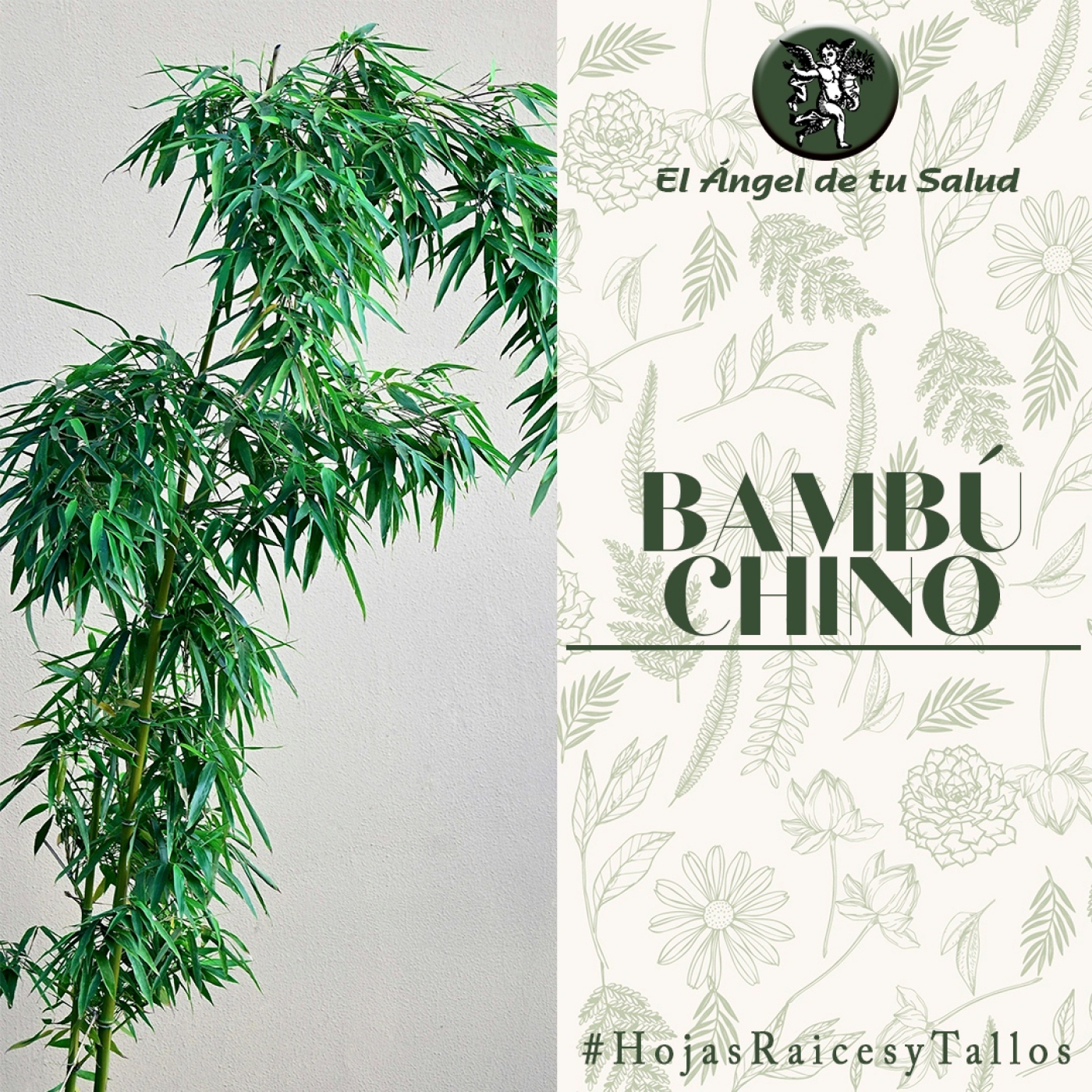El Ángel de tu Salud - Bambú Chino** episode artwork