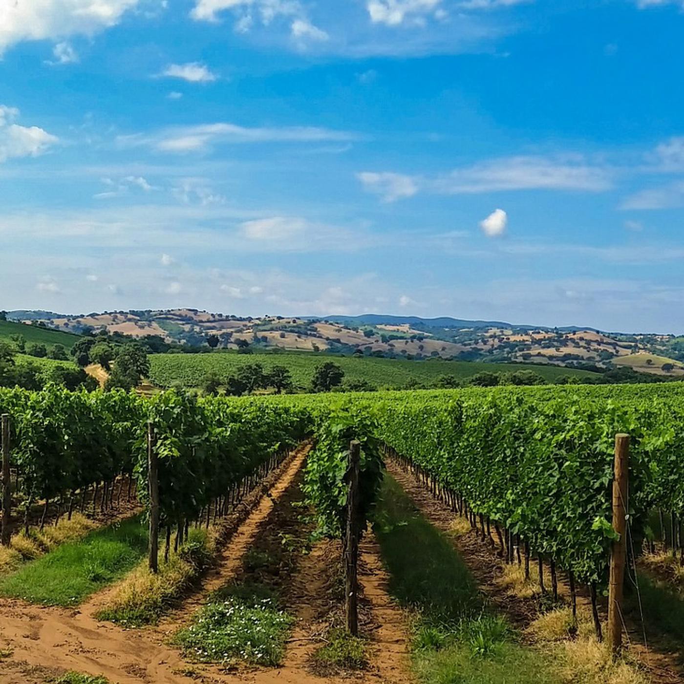 Wine,Cooking & Sports