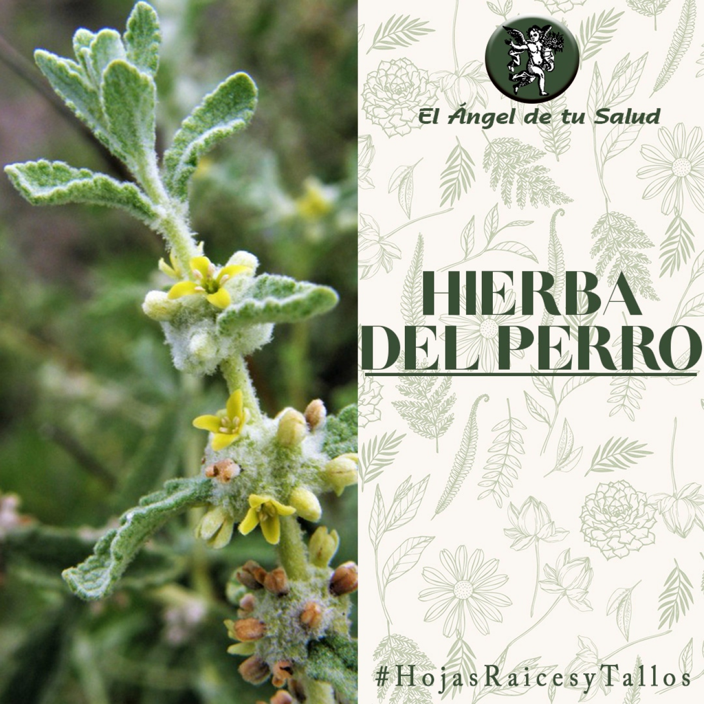El Ángel de tu Salud - Hierba del Perro** episode artwork