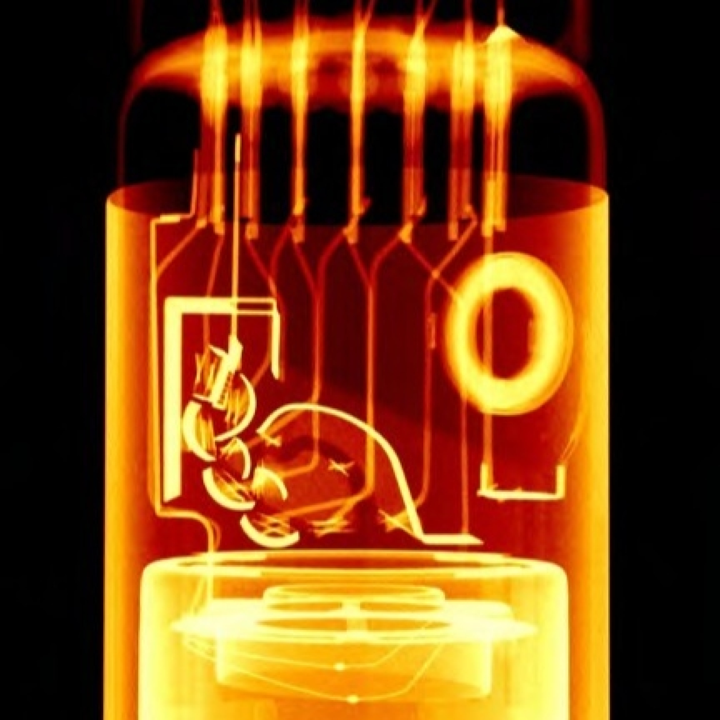 Fotciencia19