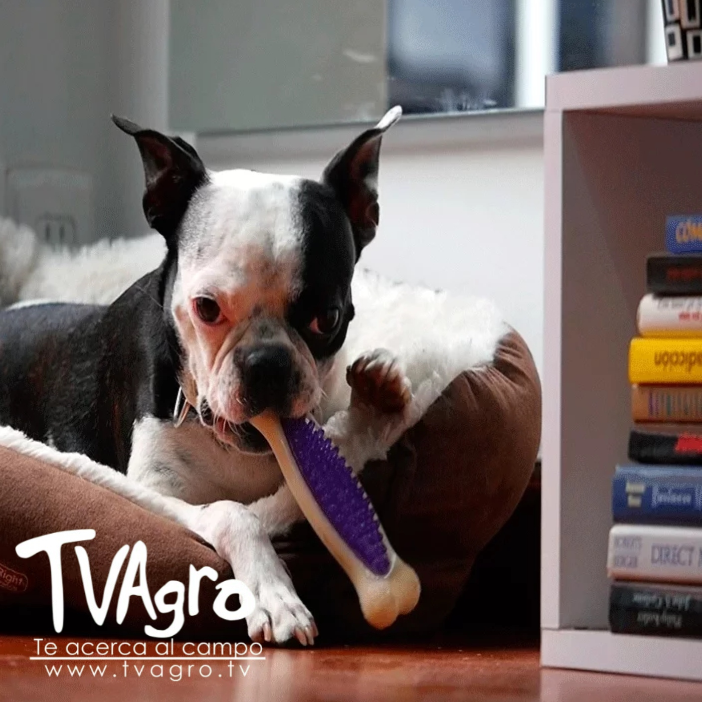 TV AGRO