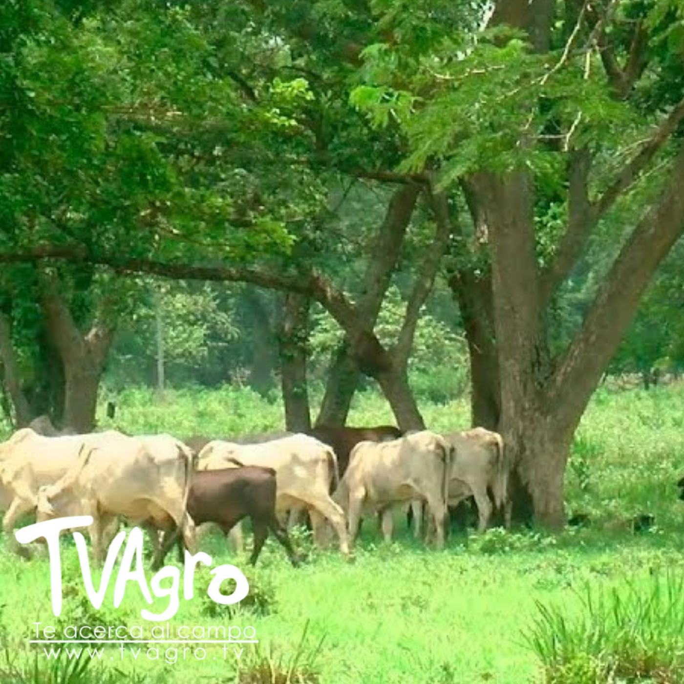 TV AGRO