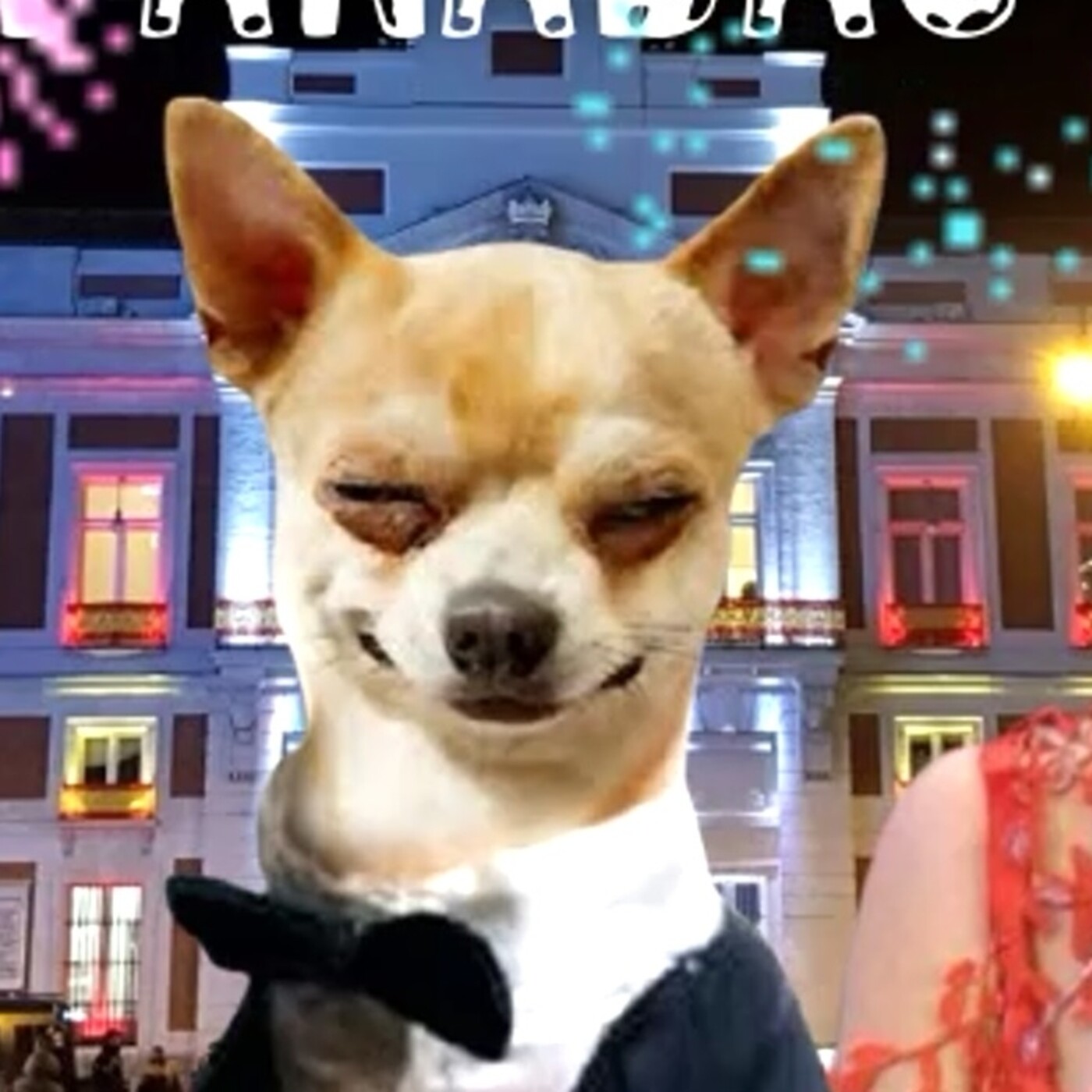Semental Chihuahua