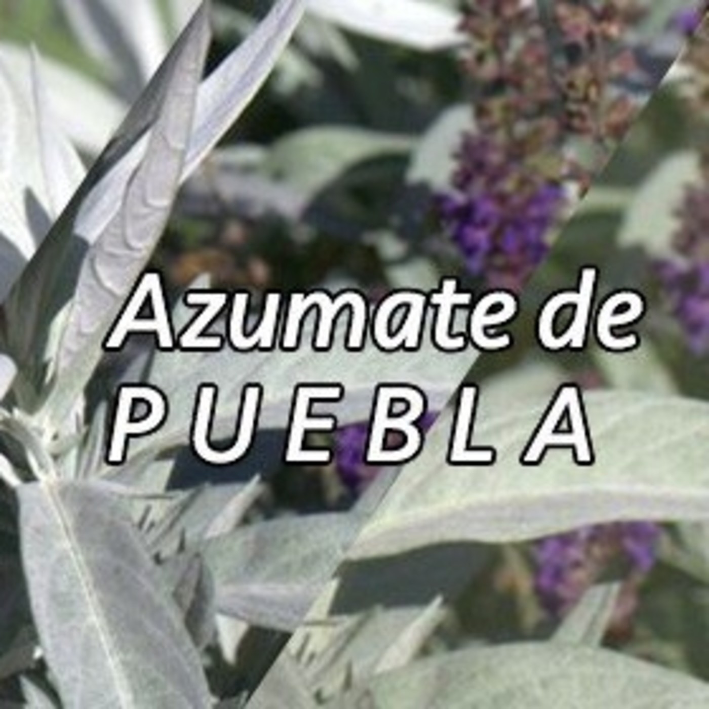 El Angel de tu Salud - AZUMATE DE PUEBLA episode artwork