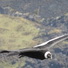 El cóndor defendiendo a la Pachamama