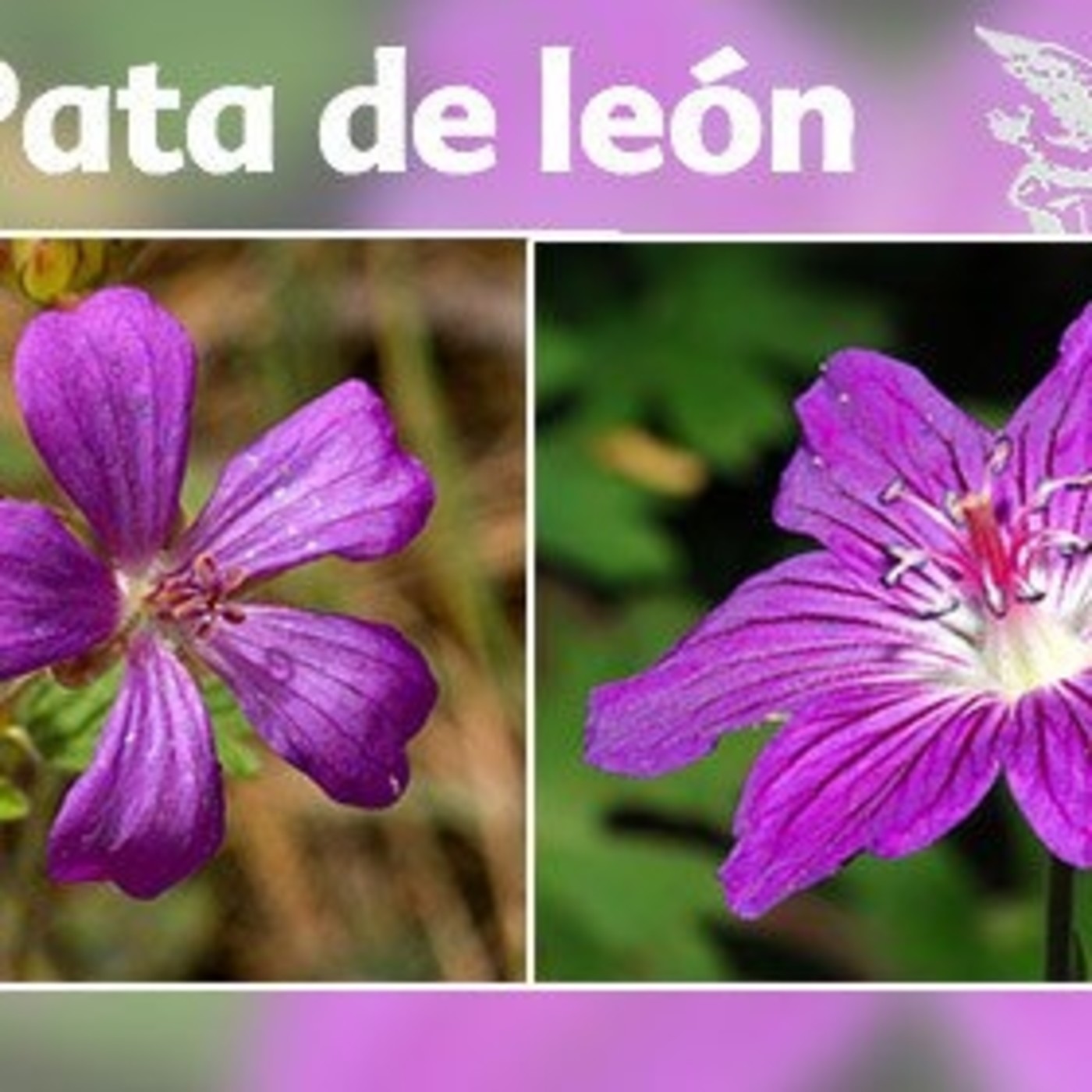 El Ángel de tu Salud - PATA DE LEÓN II episode artwork