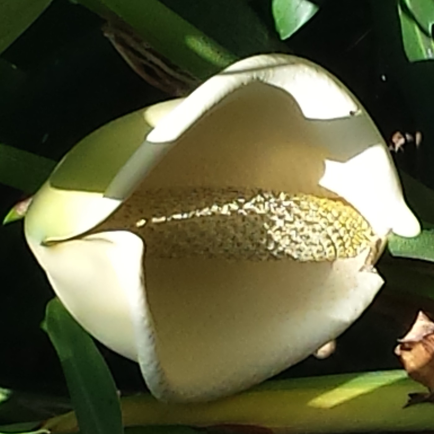 Nuestra Mente es Maravillosa