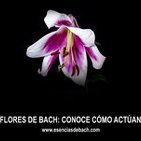 Flores de Bach:Conoce cómo actúan - José Salmerón Pascual y Laure Ferrié