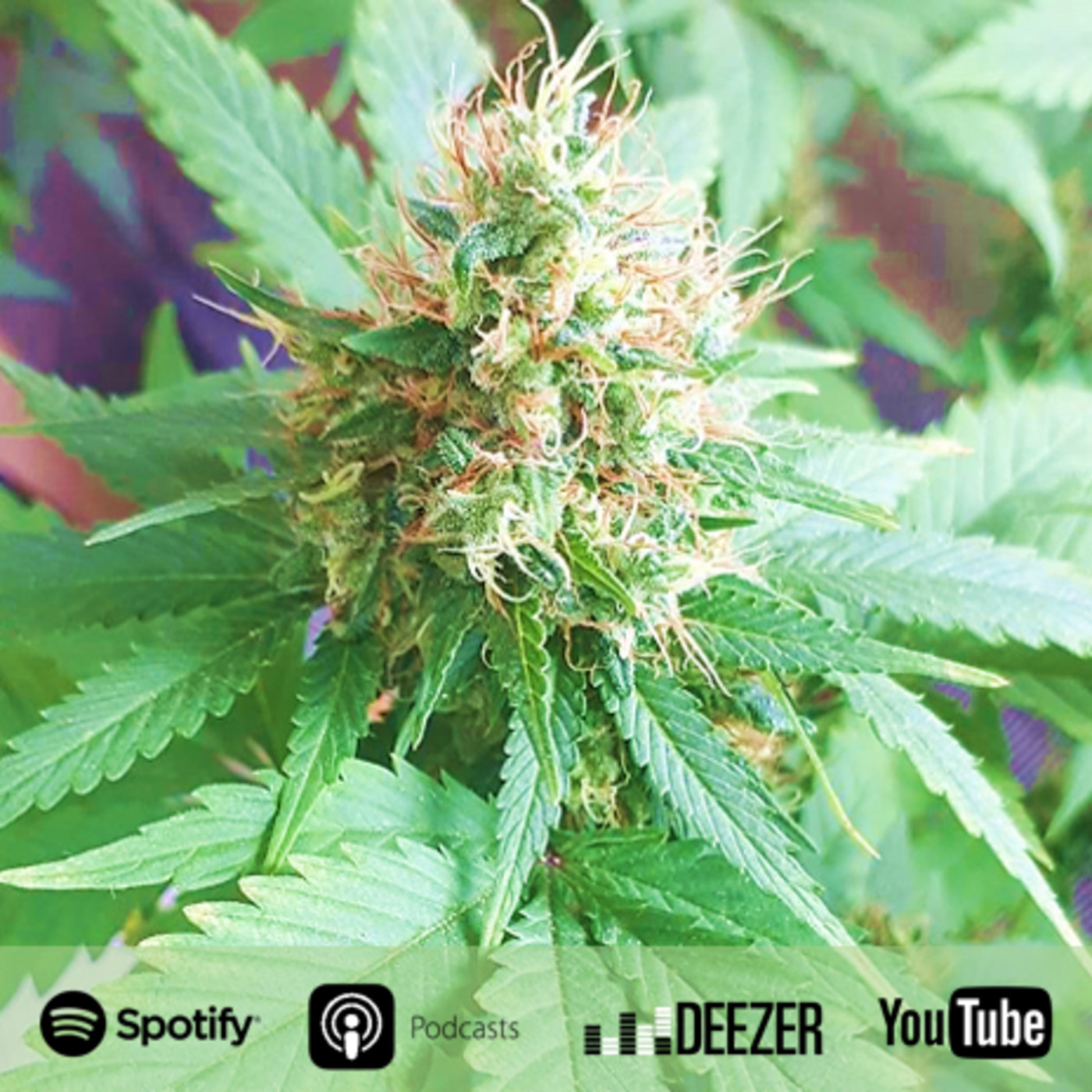 La Voz del Cannabis