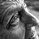 Job. Capítulo 11