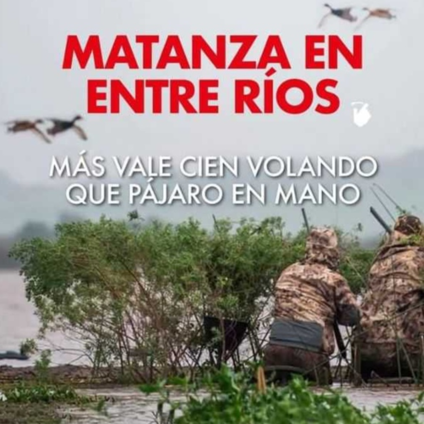 Eco Vida Ambiente