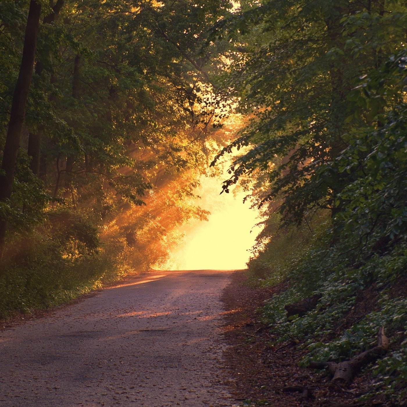 Sobre la crisis actual. Lorenzo Trujillo