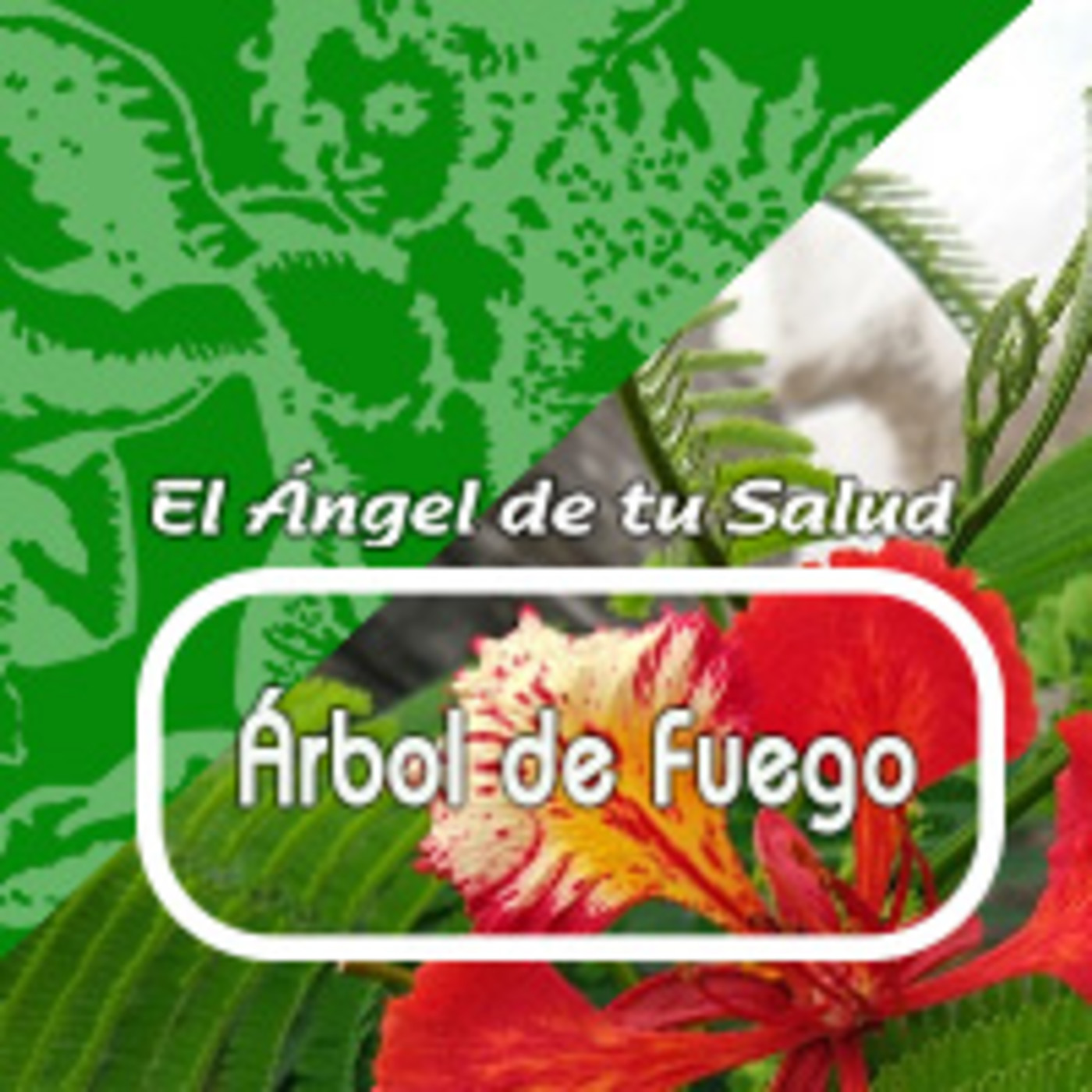 El Angel de tu Salud - ÁRBOL DE FUEGO*** episode artwork