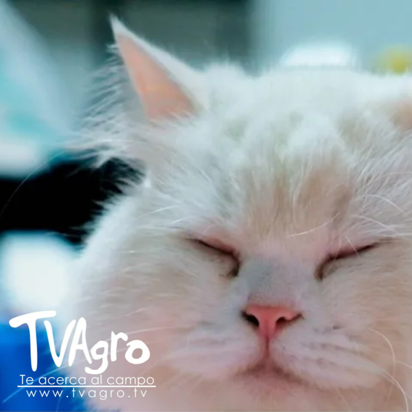 TV AGRO