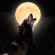 Noche de lobos (23-04-2019)