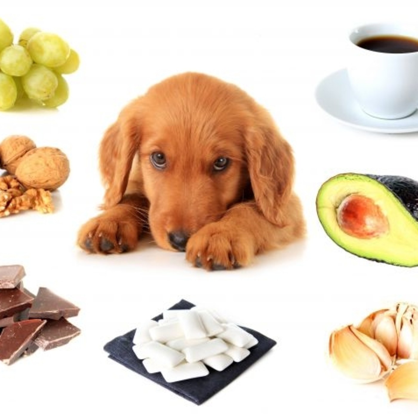 Nuestras Mascotas - Alimentos Tóxicos