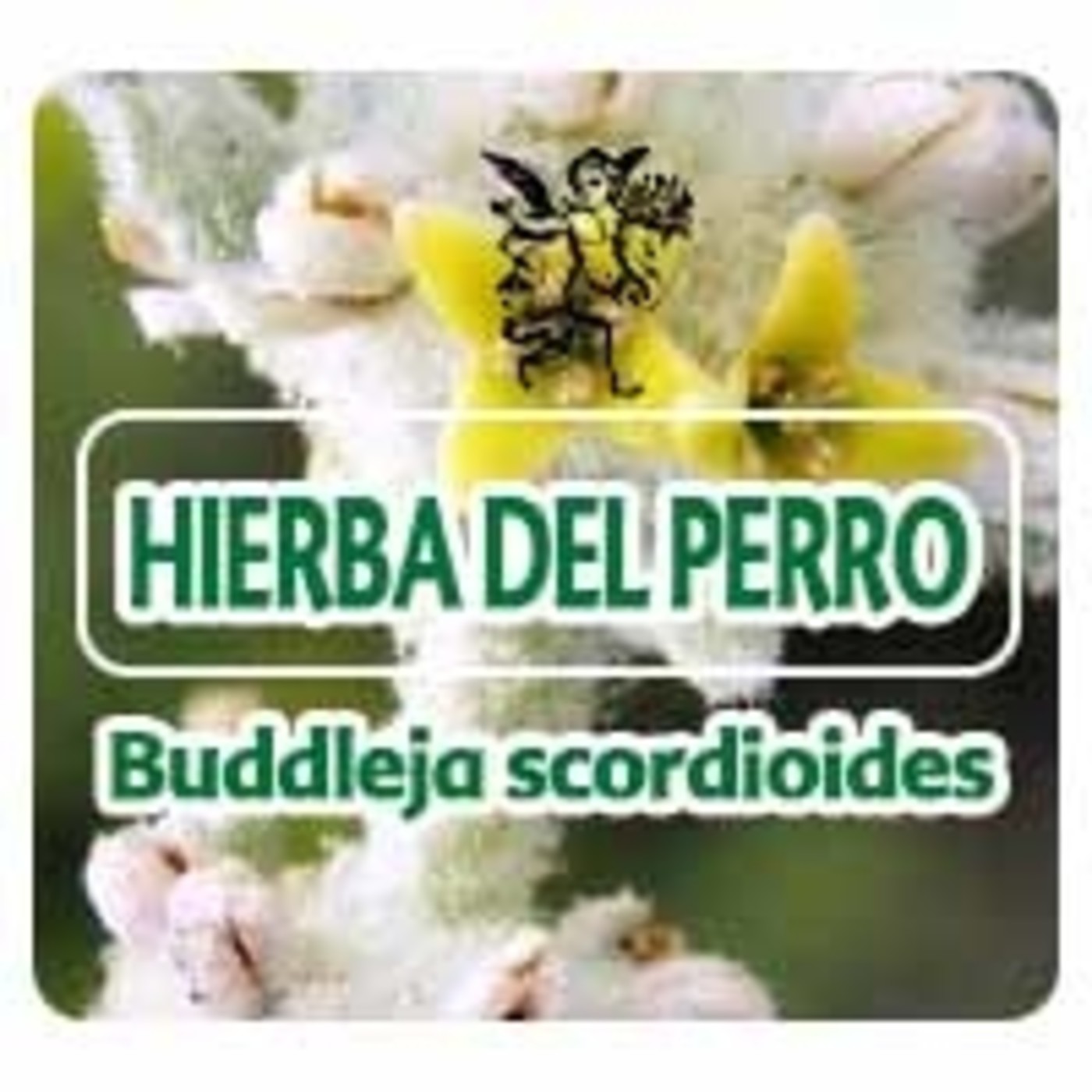 El Angel de tu Salud - HIERBA DEL PERRO *** episode artwork