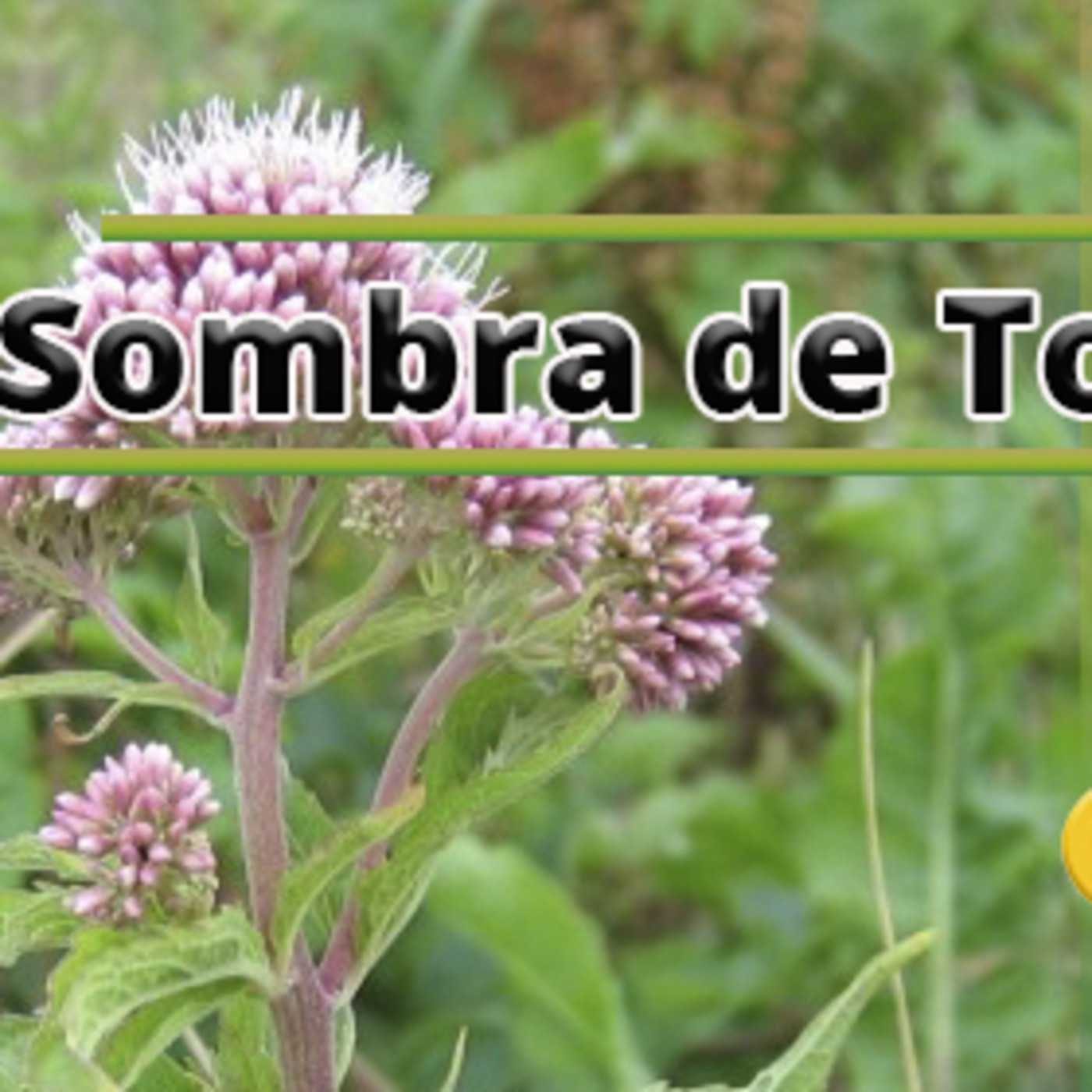 El Ángel de tu Salud -SOMBRA DE TORO episode artwork