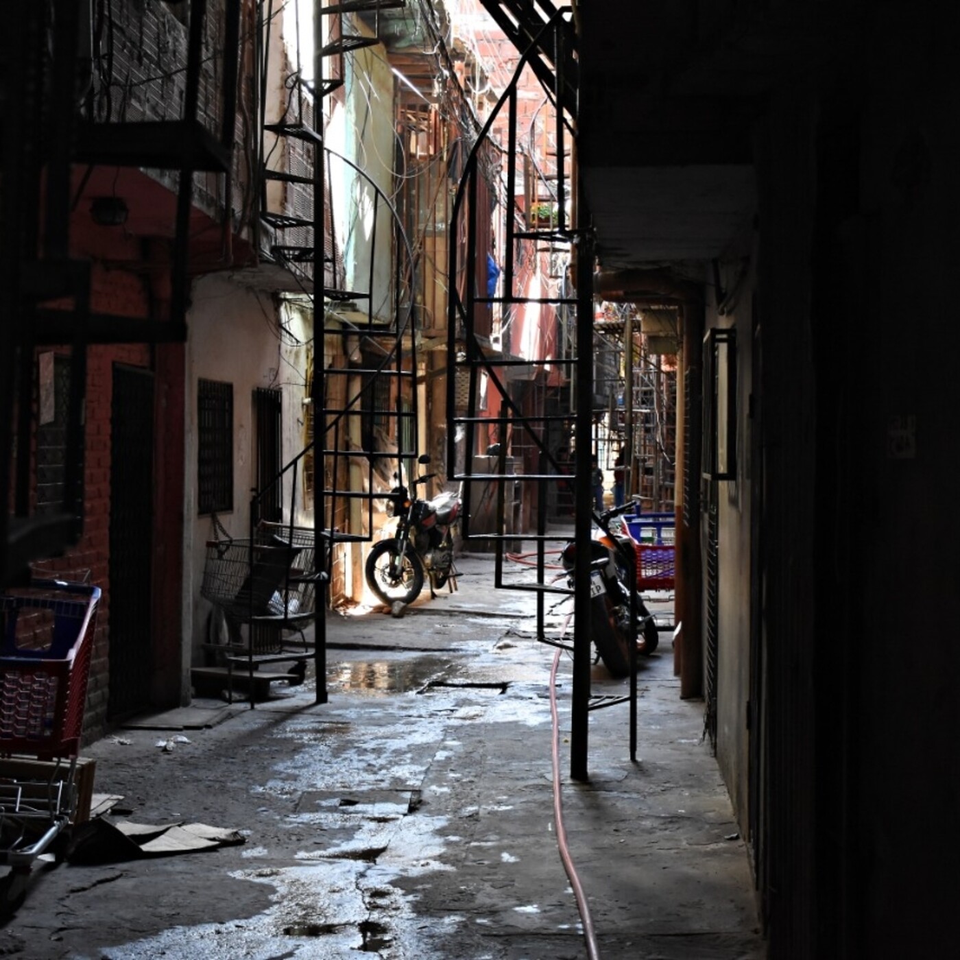 Los Gatos del Muro