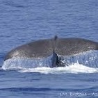 Passió per la Mar #Tursiops (22 junio 2018)