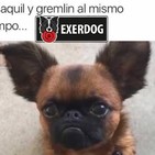 Los límites la base de una buena relación con tu perro