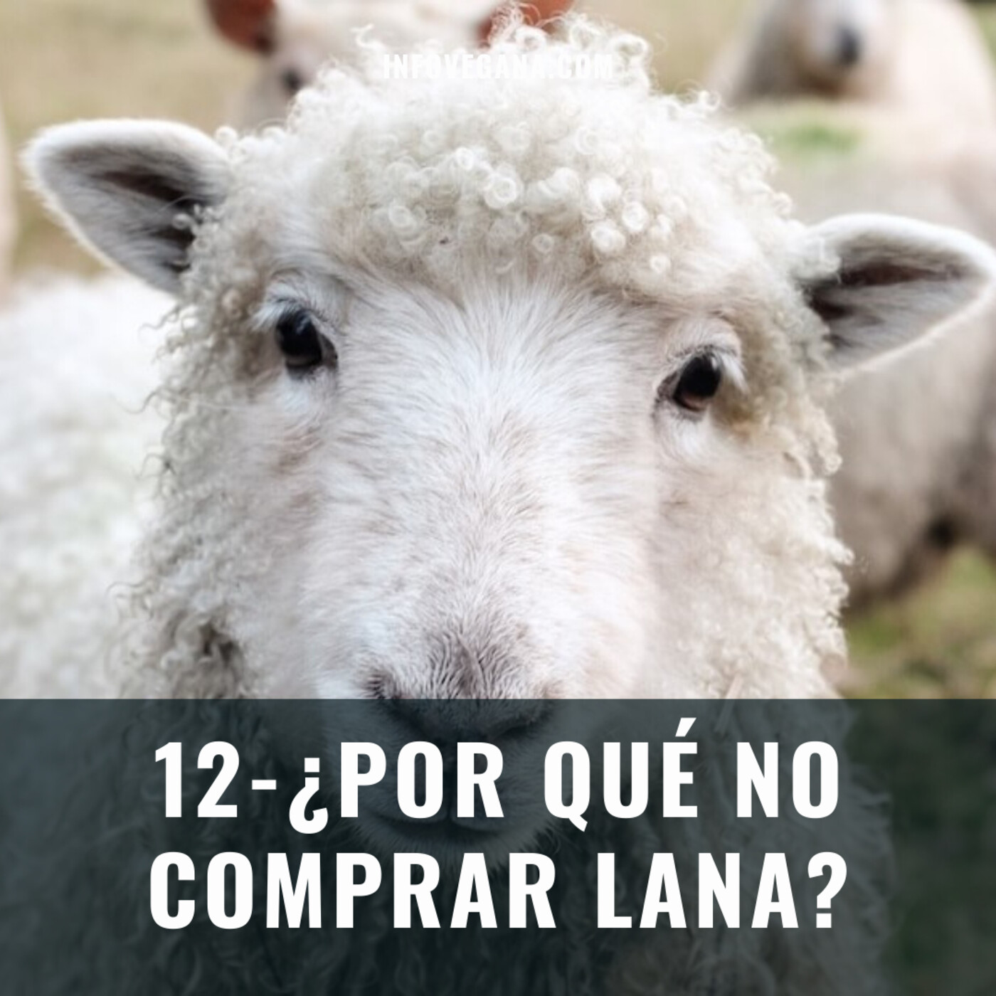 12 - ¿POR QUÉ NO COMPRAR LANA? LAS OVEJAS Y EL MULESING | Infovegana, el podcast episode artwork