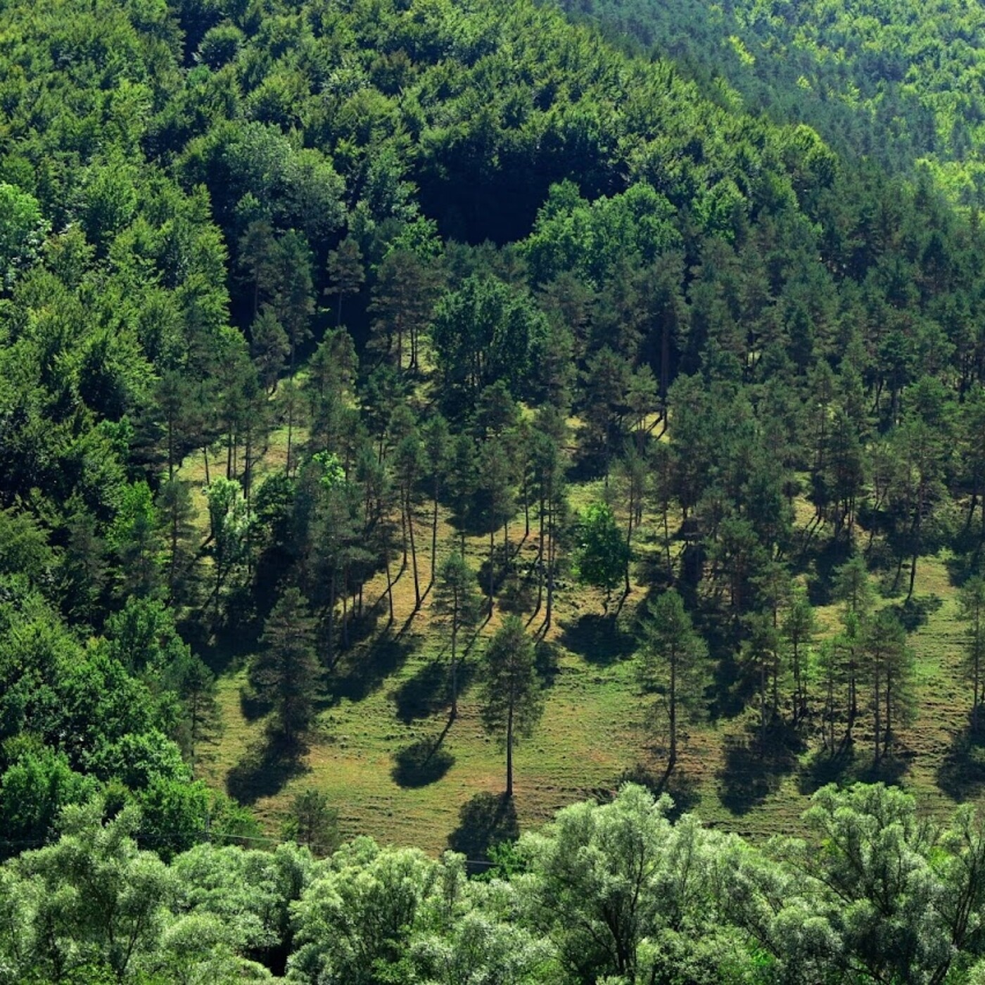 Visites guiades a la natura i 'bany de bosc' episode artwork