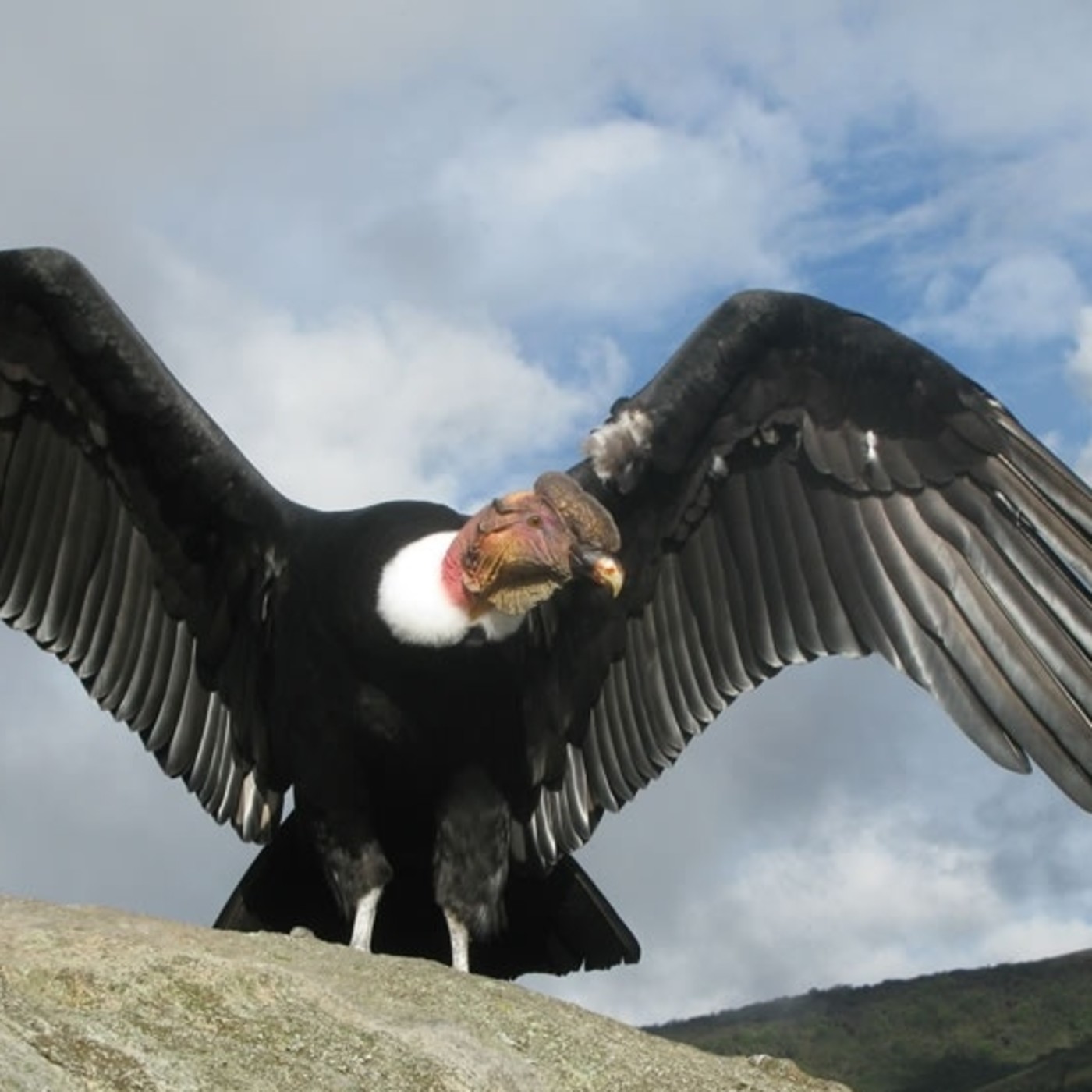 lamochilaquellevo