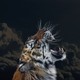 La noche del tigre