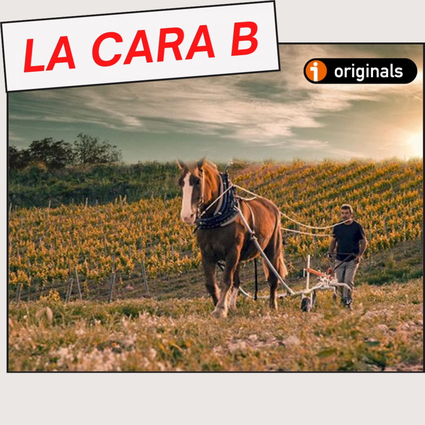 VINO PARA CAMALEONES