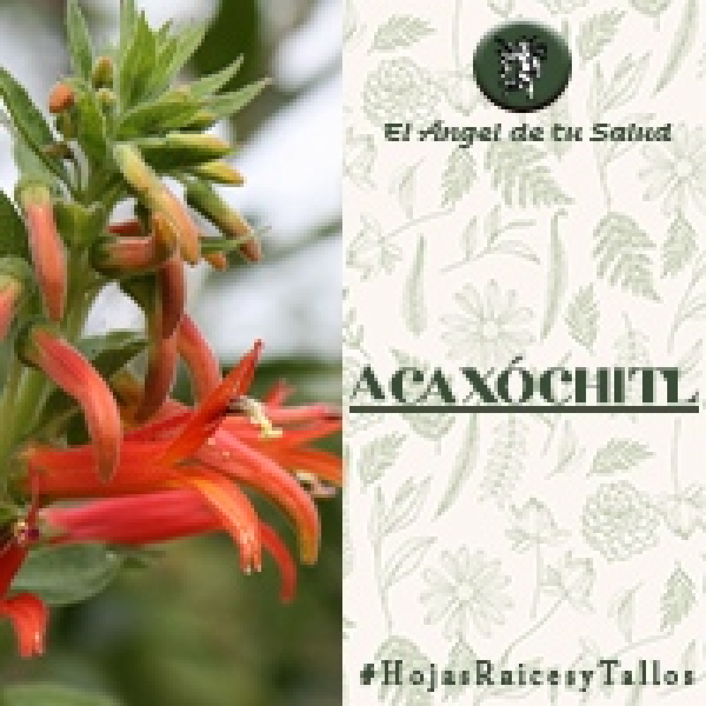 El Ángel de tu Salud - Acaxochitl**